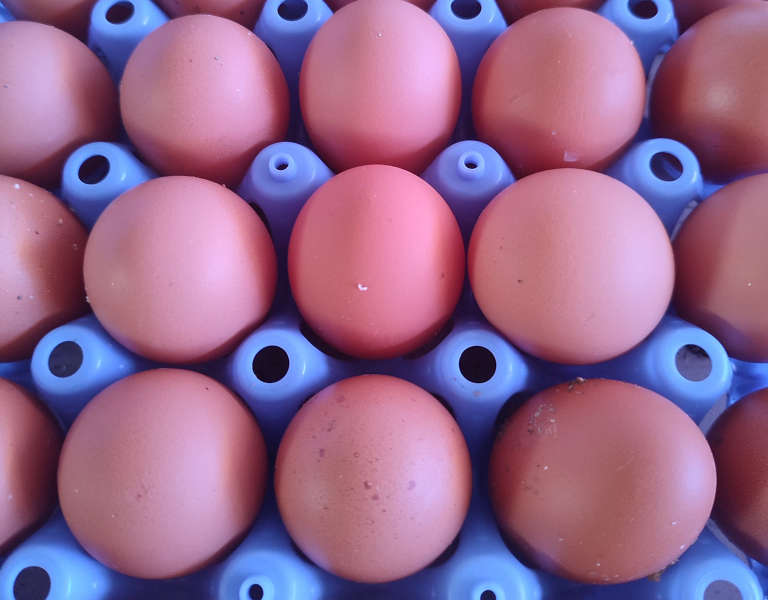 oeufs fermiers bio