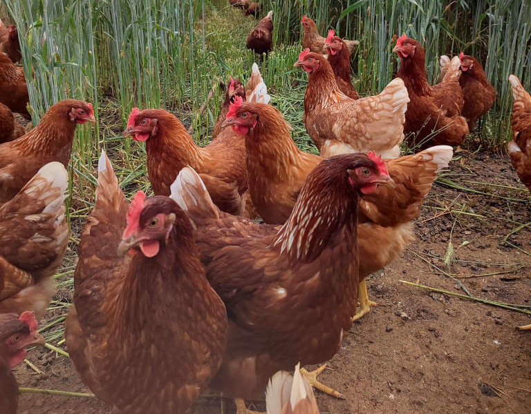 poules ferme Beaulieu Pelousey