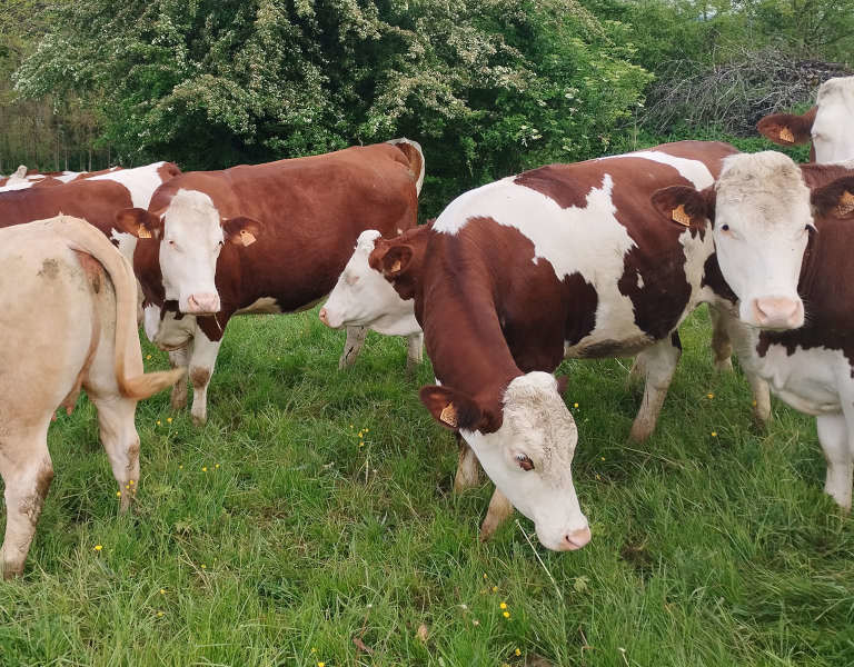 vaches ferme Beaulieu Pelousey